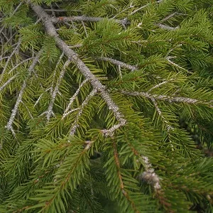 Хвойные опилки оптом в Черкесске купить - оперативная доставка по всей России