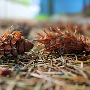 Хвойные опилки оптом в Черкесске от завода-производителя Лигнум Ресурс