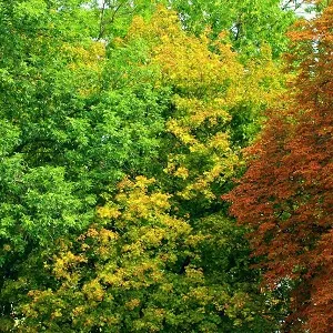 Лиственные опилки оптом в Черкесске купить - оперативная доставка по всей России