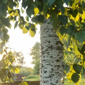 Опилки березовые оптом в Черкесске купить - оперативная доставка по всей России