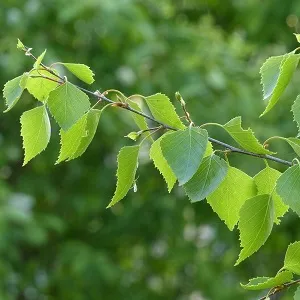 Опилки березовые оптом в Черкесске от завода-производителя Лигнум Ресурс