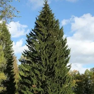 Еловые опилки оптом в Черкесске купить - оперативная доставка по всей России