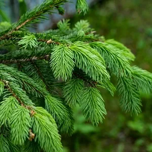 Еловые опилки оптом в Черкесске от завода-производителя Лигнум Ресурс