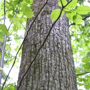 Опилки липовые оптом в Черкесске купить - оперативная доставка по всей России