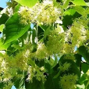 Опилки липовые оптом в Черкесске от завода-производителя Лигнум Ресурс