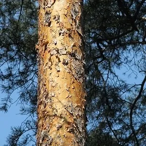 Сосновые опилки оптом в Черкесске купить - оперативная доставка по всей России