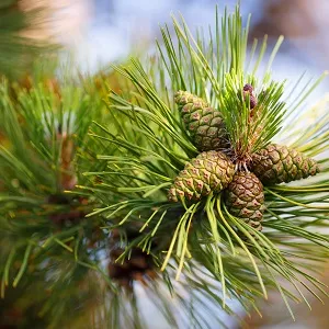 Сосновые опилки оптом в Черкесске от завода-производителя Лигнум Ресурс