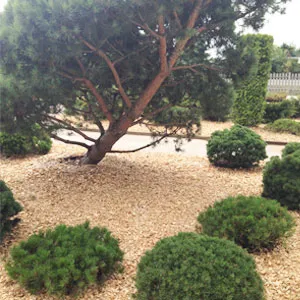 Хвойная щепа оптом в Черкесске купить - оперативная доставка по всей России